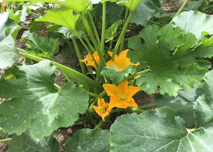 Курортный комплекс Yasayan Koy *