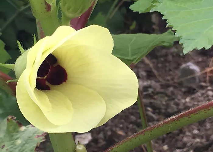 Yasayan Koy Курортный комплекс *