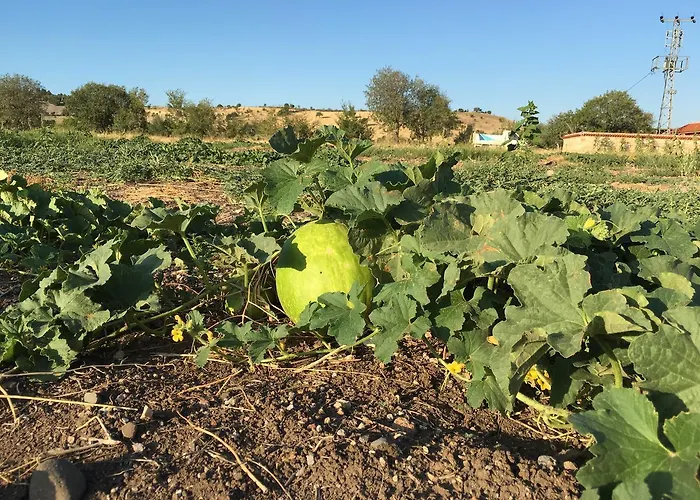 Курортный комплекс Yasayan Koy *